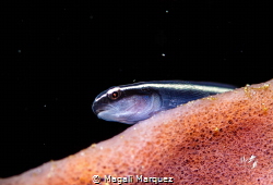 Neon goby fish with Marelux SOFT by Magali Marquez 